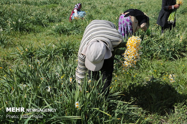 Farmers collect daffodils in Fars province