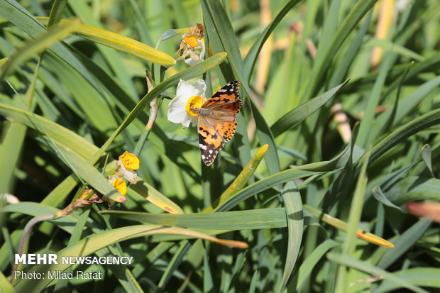 Farmers collect daffodils in Fars province