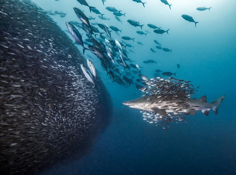 برترین عکس‌های دنیای زیر آب در سال ۲۰۱۸ را تماشا کنید (+عکس)