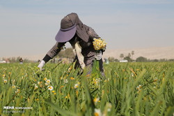 Farmers collect daffodils in Fars province