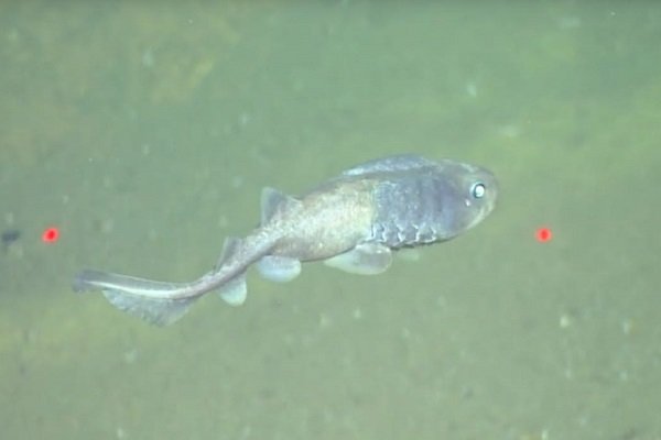 کشف ماهی که بدون نیاز به اکسیژن زنده می ماند