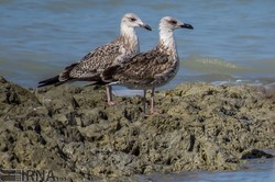 Rainfalls brings life back to Gomishan wetland 