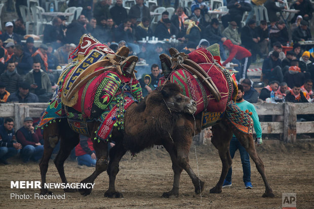 جشنواره مبارزه شترها در ترکیه‎
