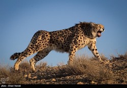 DOE builds underpass to avoid Asiatic cheetah road crash death