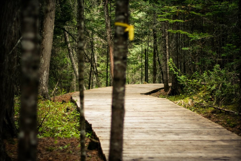 Nature trail” created in Tehran -