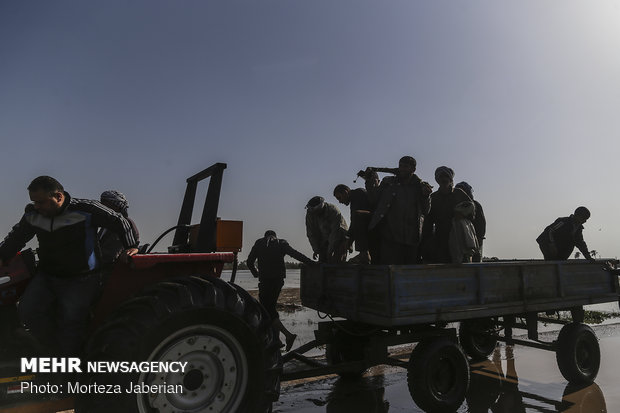 Severe flood hits SW Iran