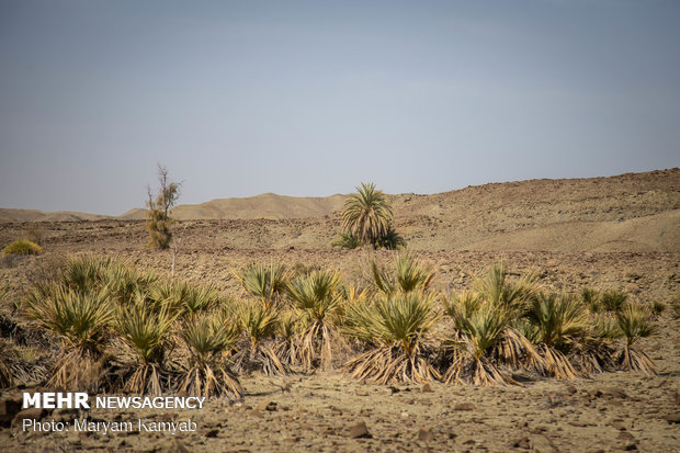 Jask's wickerwork drawing its last breath amid drought