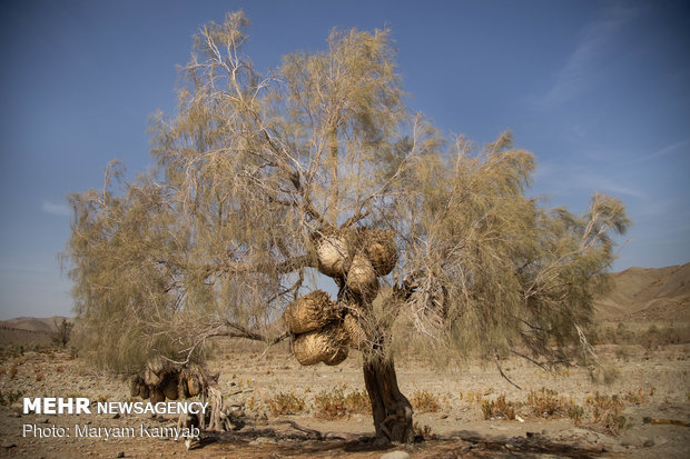 Jask's wickerwork drawing its last breath amid drought