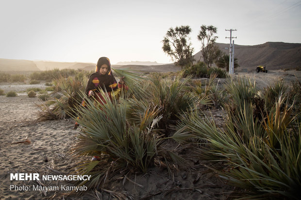 Jask's wickerwork drawing its last breath amid drought