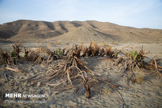 Jask's wickerwork drawing its last breath amid drought