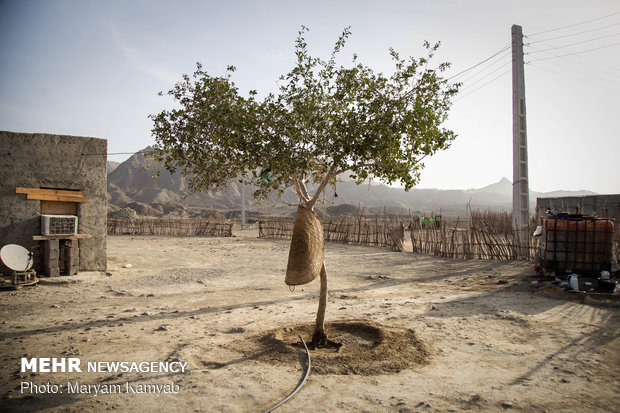 Jask's wickerwork drawing its last breath amid drought