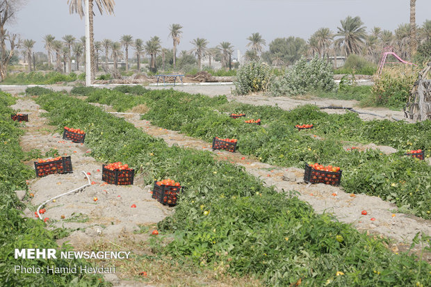 بذر گوجه‌فرنگی وارداتی است/ دانش‌بنیان‌های بوشهری وارد عمل شدند