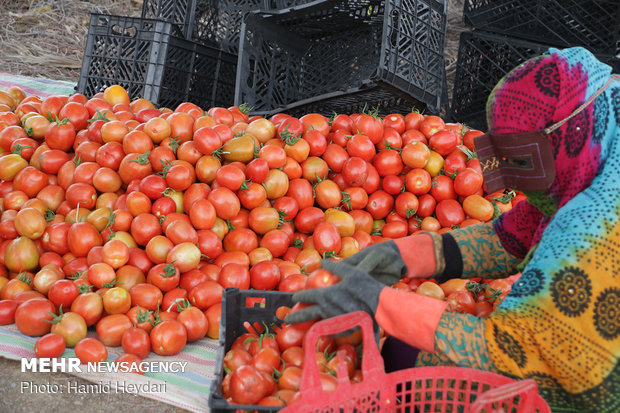 تعرفه سنگین صادرات گوجه فرنگی و ماندن محصول بر روی دست کشاورزان