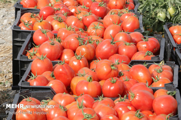 کاشت گوجه فرنگی در فین بندرعباس آغاز شد/پیش‌بینی برداشت ۴۴ هزارتن