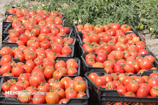 آغاز برداشت گوجه فرنگی از مزارع شهرستان کازرون