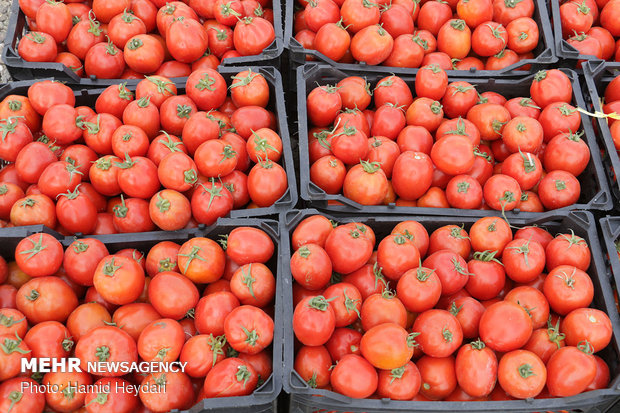 خرید توافقی ۴۵ هزار تن گوجه فرنگی از کشاورزان