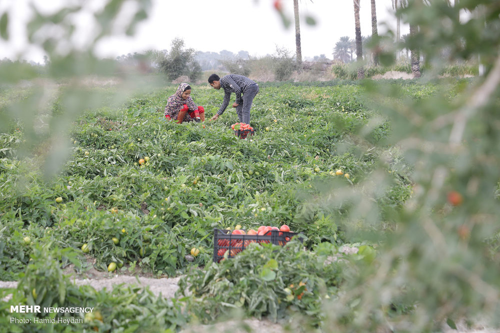 مشکلات متعدد در قطب تولید گوجه فرنگی/ کشاورزان بردخون حمایت شوند
