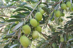 یارمحمدی: ۲۵ هزار تن زیتون در شهرستان طارم برداشت می شود