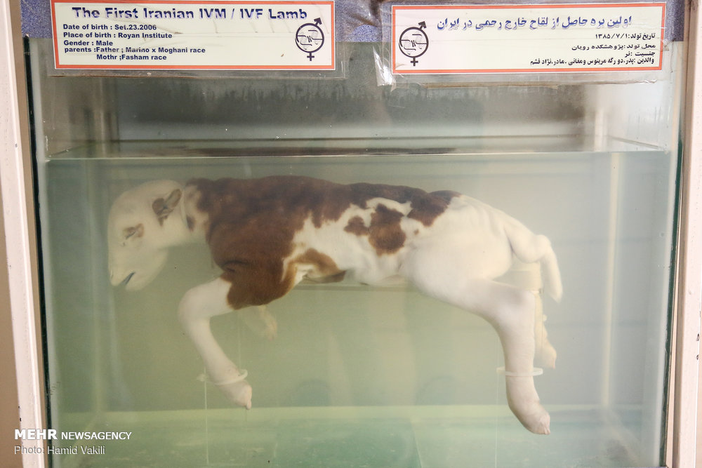 مزایا و کاربردهای حیوانات شبیه سازی شده پژوهشگاه رویان - خبرگزاری مهر |  اخبار ایران و جهان | Mehr News Agency