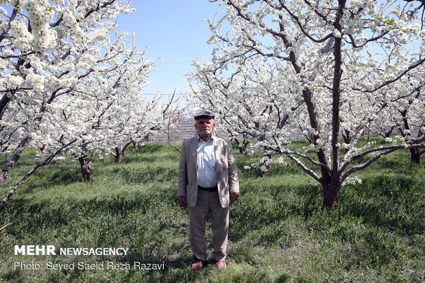 تولید و اشتغال (پدر شهید مهدی پارسا) روستای سعیدآباد استان البرز 