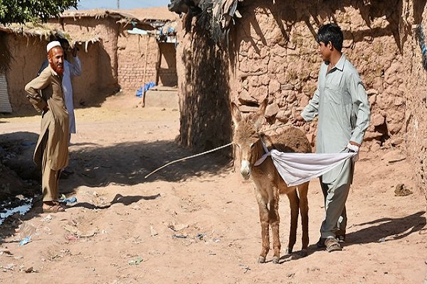 Pakistan Çin'e ilaç üretimi için eşek satacak