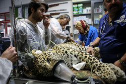 Persian leopard undergoes artificial insemination