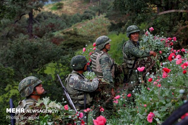 مبارزه ارتش مکزیک با کاشت خشخاش‎