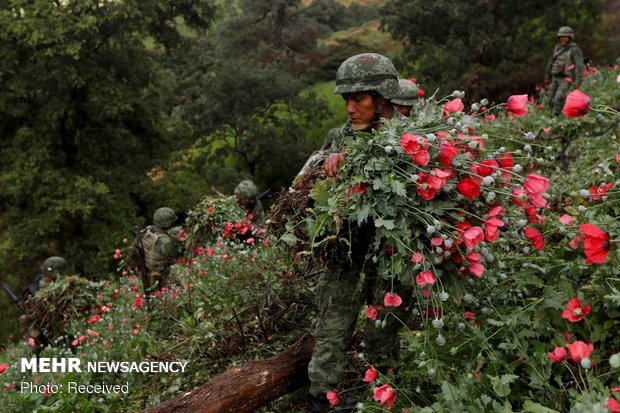 مبارزه ارتش مکزیک با کاشت خشخاش‎