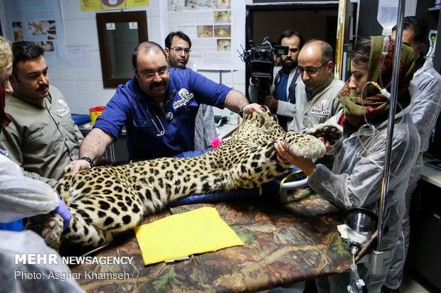 Artificial insemination performed on Persian leopard