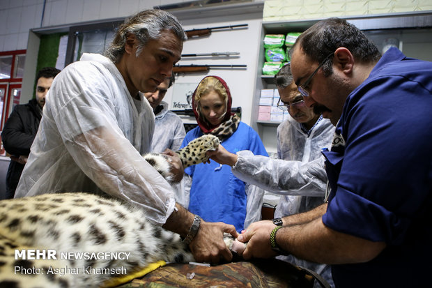 Artificial insemination performed on Persian leopard