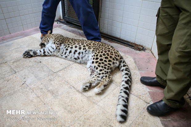 Artificial insemination performed on Persian leopard