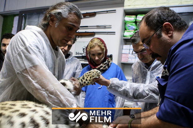 گزارش ویدئویی مهر از لقاح مصنوعی پلنگ‌ در باغ‌وحش تهران