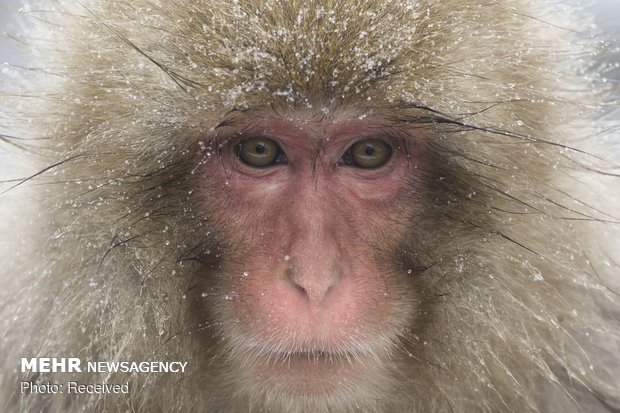 آبتنی میمون ها در چشمه آب گرم ژاپن‎