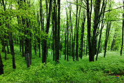 1,250 ha of central Alborz Mountains to undergo reforestation