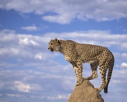 $4m earmarked for Asiatic cheetah conservation