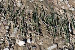 سیلاب ۷۲ هزار و۵۲۷ میلیون ریال به بخش کشاورزی میرجاوه خسارت زد