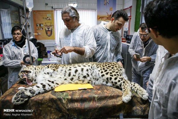 Success in artificial insemination in Persian leopards may raise hopes for rare big cats: wildlife biologist - Tehran Times Success in artificial insemination in Persian leopards may raise hopes for rare big cats: wildlife biologist - Tehran Times