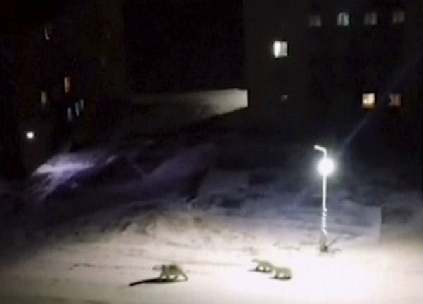 خرس های قطبی به شهری در شمال روسیه حمله کردند