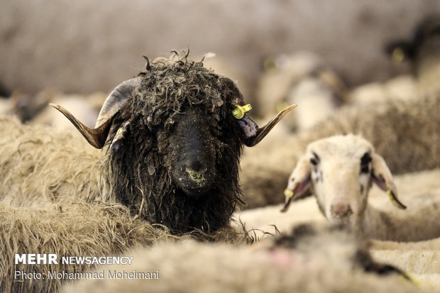 اصفهان مجهز به یک پایگاه اصلاح نژادی گوسفند و بز است