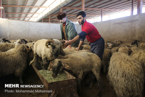 گوسفندان رومانیایی در تهران