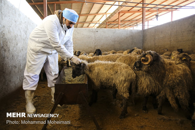 گوسفندان رومانیایی در تهران