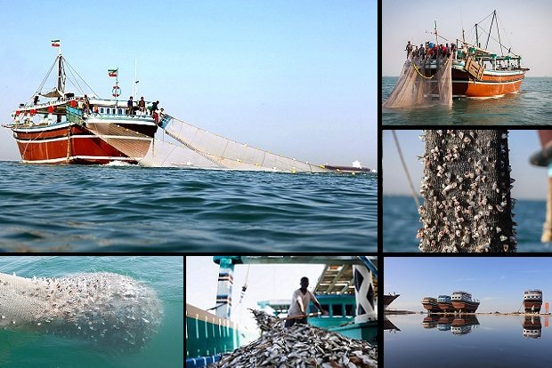 آبزیان خلیج فارس در خطر انقراض/ رد پای صید بی‌رویه و آلودگی نفتی