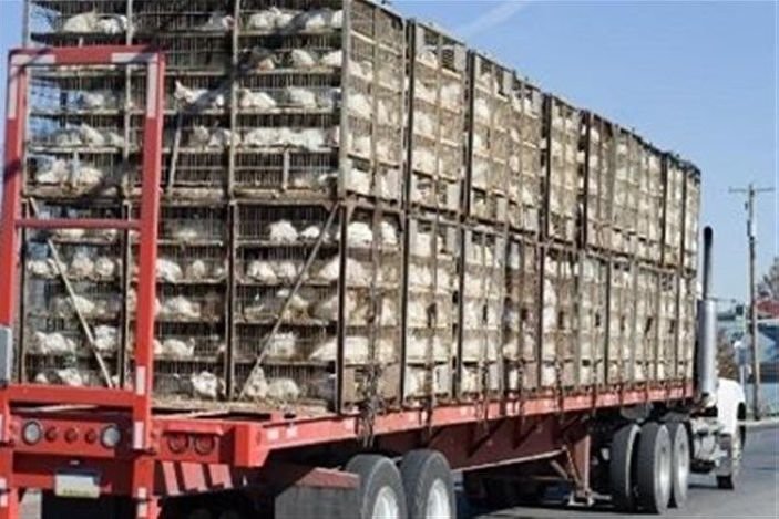 توقیف کامیون حامل بیش از  ۳ تن مرغ زنده فاقد مجوز در سرایان