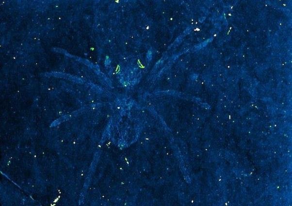 فسیل عنکبوت ۱۱۳میلیون ساله با چشمان درخشان کشف شد
