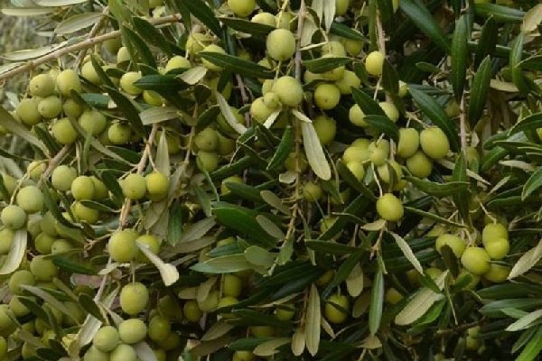 Olive oil production surges by 30% 