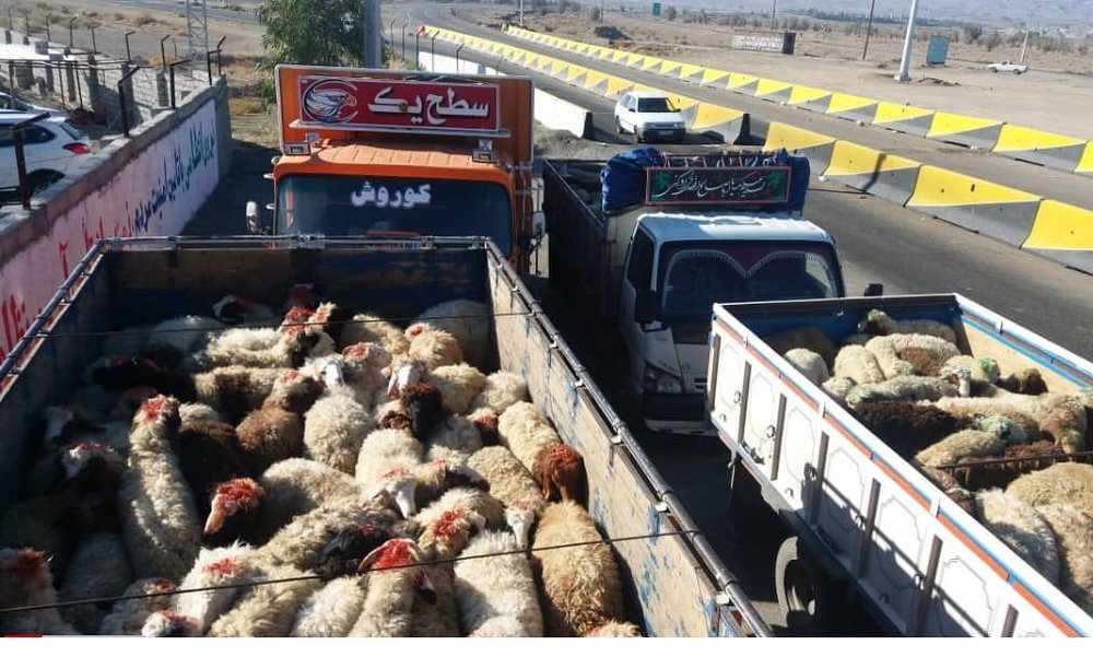 قاچاق ۱۲۹ راس گوسفند در دهلران
