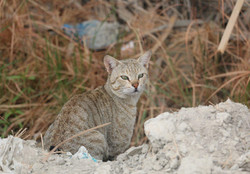 رهاسازی یک قلاده گربه وحشی در طبیعت فاروج