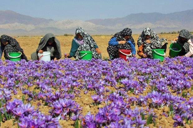 Trafficking saffron to Afghanistan reduces its official exports: Official