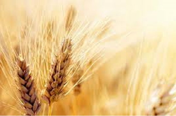 ۳۲ هزار تن گندم از کشاورزان استان بوشهر خریداری شد