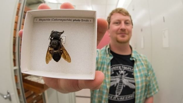بزرگترین زنبور جهان دوباره کشف شد (+عکس)